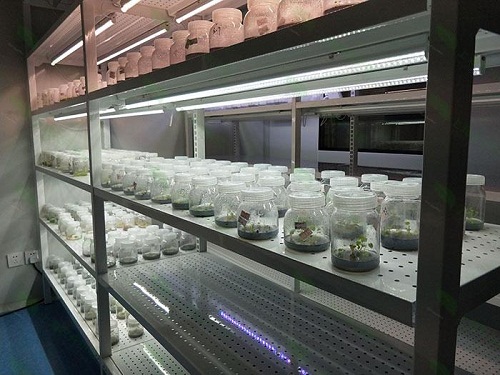 松江植物组织培养实验室设计建设方案
